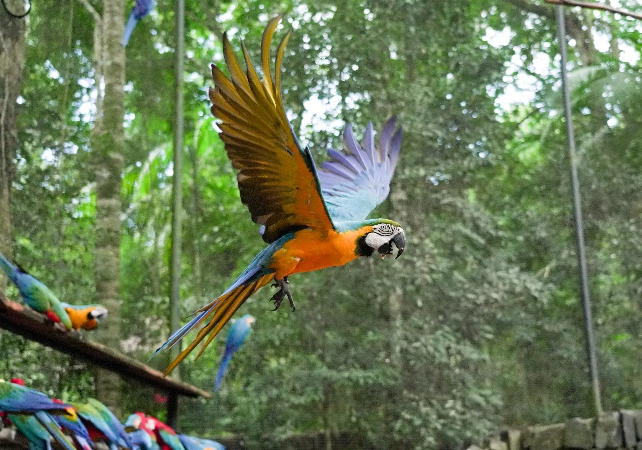 Parque das Aves bate recorde histórico de visitação em maio e reforça protagonismo no turismo sustentável de Foz do Iguaçu